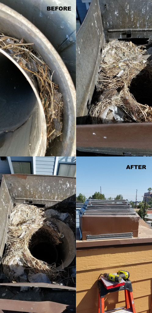 birds nesting in a chimney